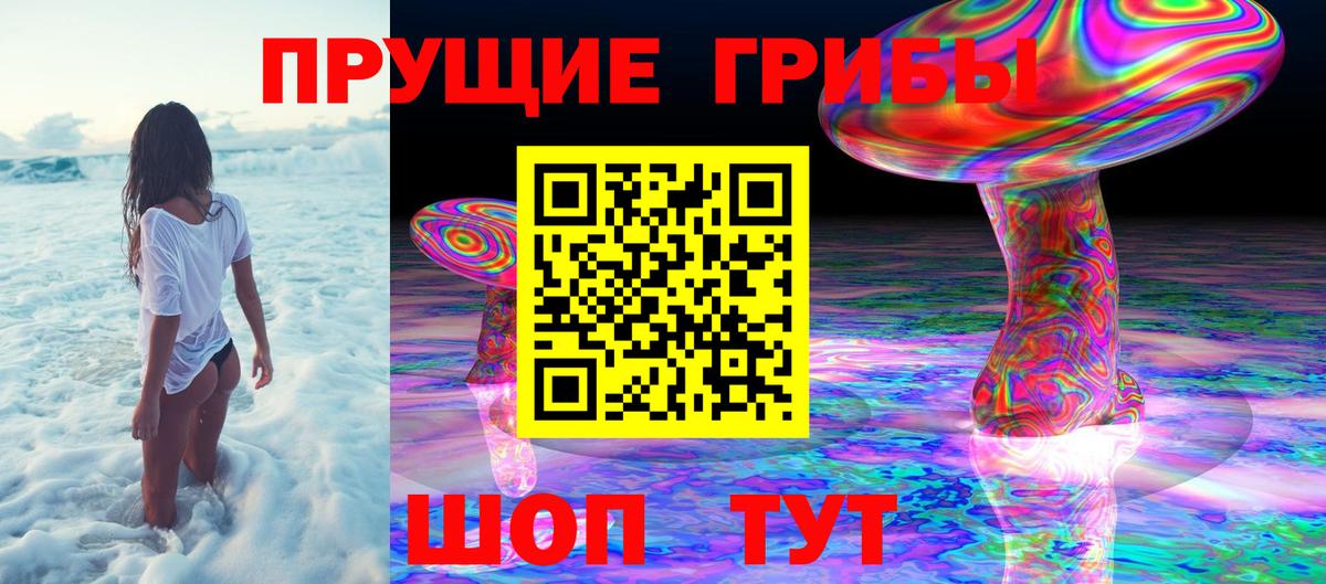 Псилоцибиновые грибы Psilocybe Сосновый Бор